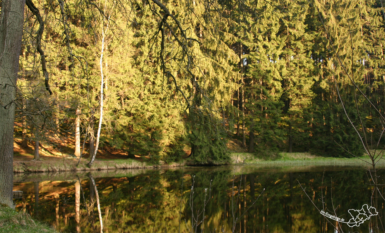 Schwarzer Teich im Bornwald