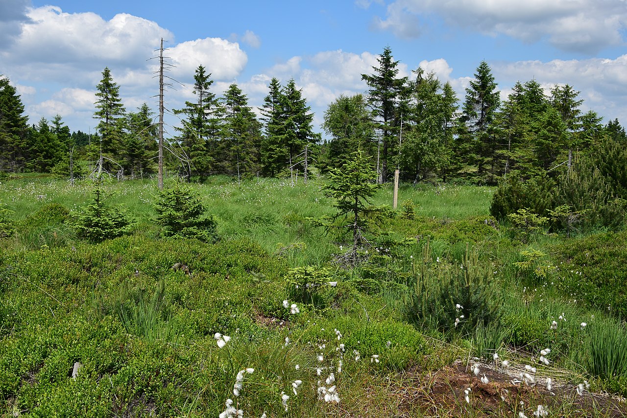 Schwarze Heide - Kriegswiese