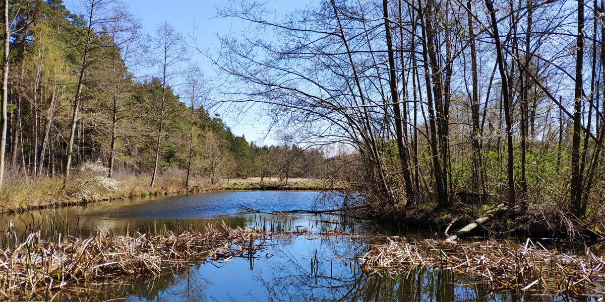 Teich bei Niederschöna