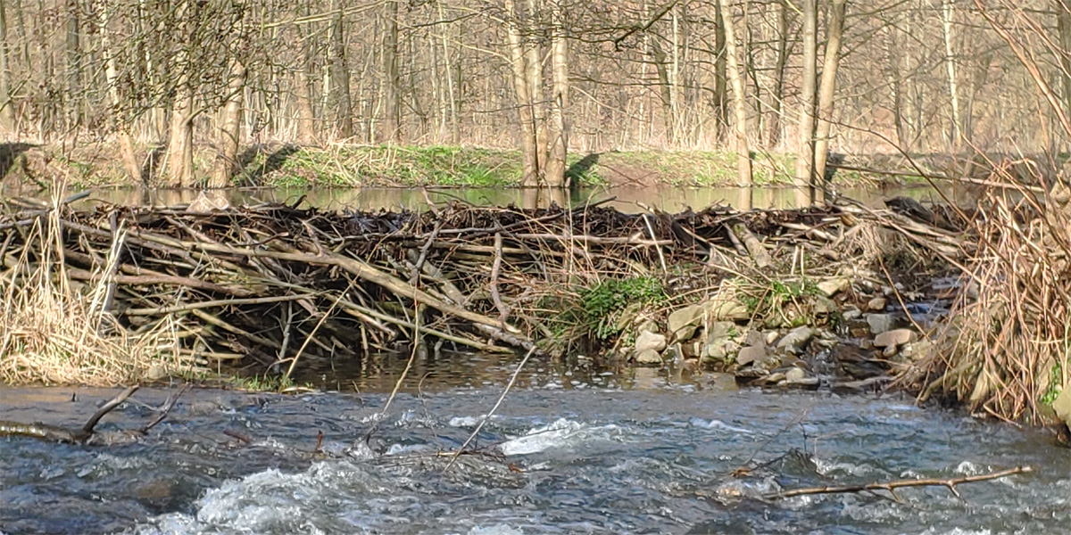 Biber im Bobritzschtal