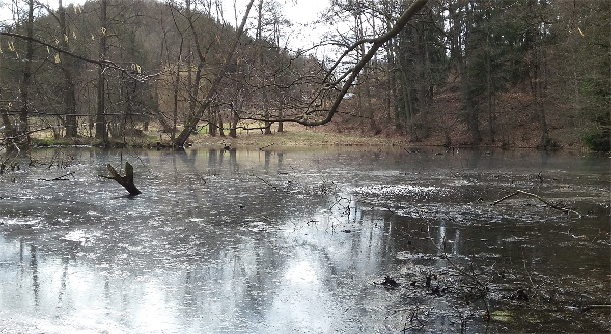 Teich bei Neutanneberg