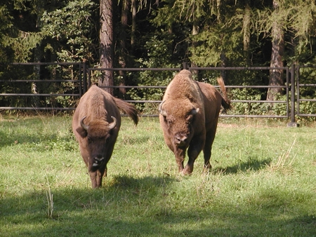 Wildgatter Oberrabenstein