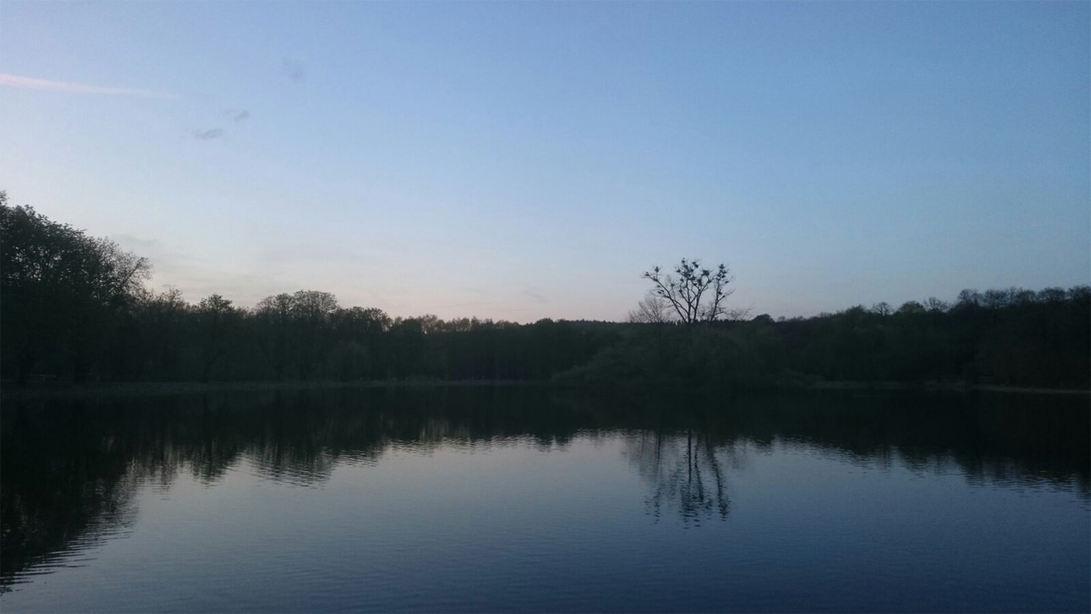 Schilfteich