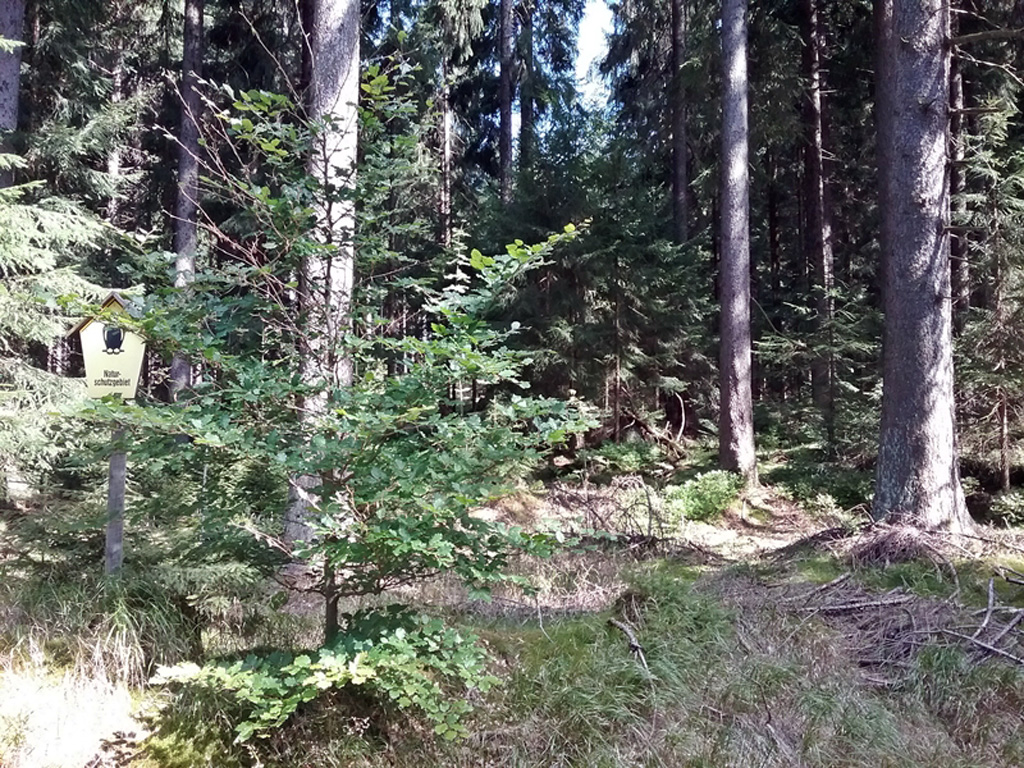 Friedrichsheider Hochmoor